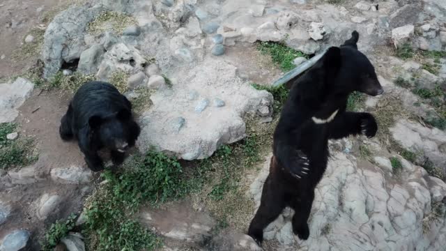 The Asian Black Bear