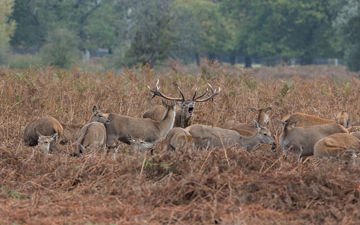 A dominant Stag calling out to mark his territory whilst being surrounded by his females.
