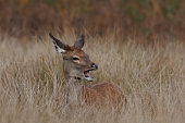 A red deer hind resting in long grass