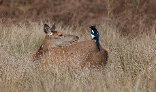 A magpie sits on the back of a stag. Birds are often seen sitting on the backs etc of Deer and other larger animals which could be to feed off of ticks etc which are in the fur.