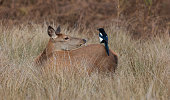 Red deer hind with magpie