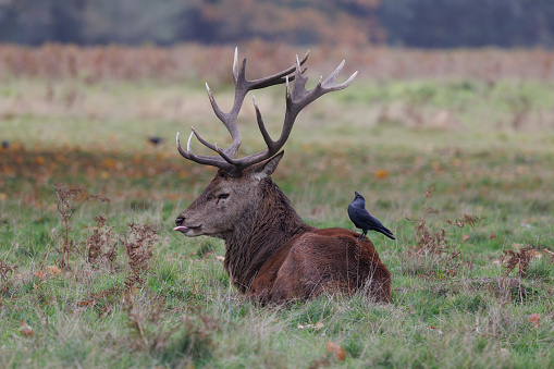A Jackdaw sits on the back of a stag. Birds are often seen sitting on the backs etc of Deer and other larger animals which could be to feed off of ticks etc which are in the fur.