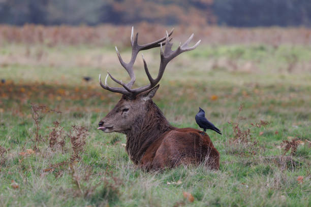 A resting red deer stag with a jackdaw sitting on his back. A Jackdaw sits on the back of a stag. Birds are often seen sitting on the backs etc of Deer and other larger animals which could be to feed off of ticks etc which are in the fur. british birds stock pictures, royalty-free photos & images