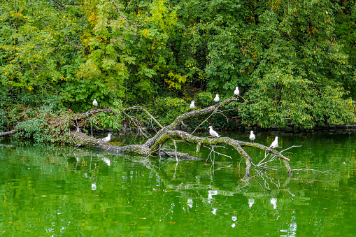 Seagulls sitting on a branch in a green lake in the city of Parma, Italy