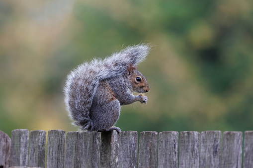 An image of an inquisitive squirrel feeding with it's bushy tail over it's head