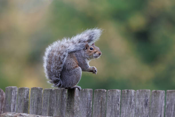 istock Grey Squirrel sitting on a wooden fence 1441671140