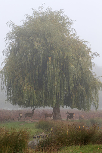 Atmospheric image of deer and a willow tree on a foggy morning
