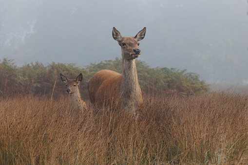 A hind leads her calf through long grass in misty woodland