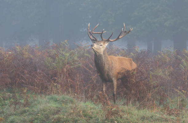 istock Stag with  bracken standing in a misty parkland 1441672083