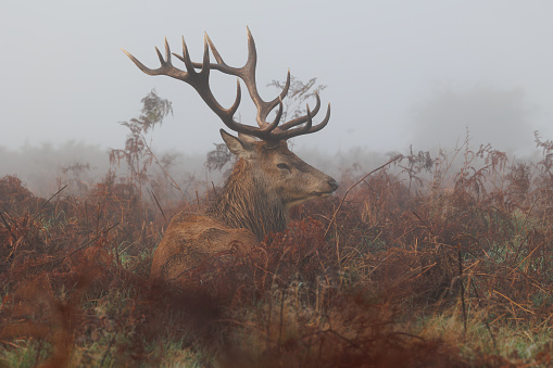 Stag with  bracken standing in a misty parkland
