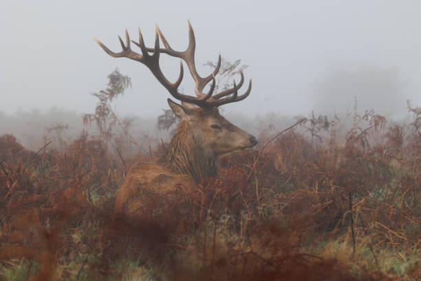 veado com bracken em pé em um parque enevoado - bushy park - fotografias e filmes do acervo