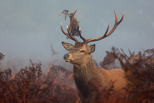 Stags thrash about in the foliage and adorn their antlers with grass and bracken, anything to make themselves look bigger and more dominant