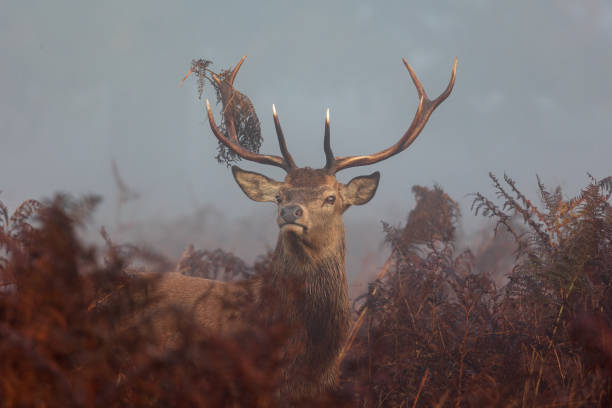 istock Stag with  bracken standing in a misty parkland 1441672189