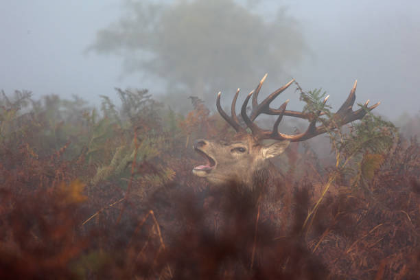 istock Stag with  bracken standing in a misty parkland 1441672343