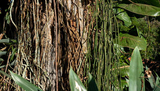 Bush rope with long green ends hanging from a tree. Tree trunk with green leaves background