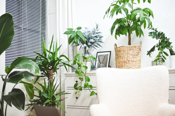 istock home interior with green home flowers and plants 1441674248