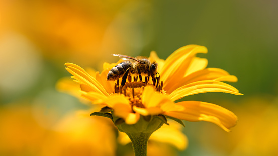 Bee and flower. Close up of a large striped bee collecting pollen on a yellow flower on sunny  day. Macro photography. Summer and spring backgrounds