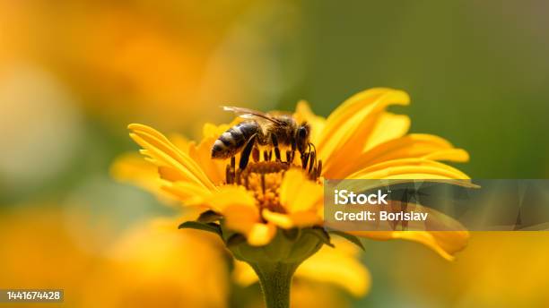 Bee And Flower Close Up Of A Large Striped Bee Collecting Pollen On A Yellow Flower On Sunny Day Macro Photography Summer And Spring Backgrounds Stock Photo - Download Image Now