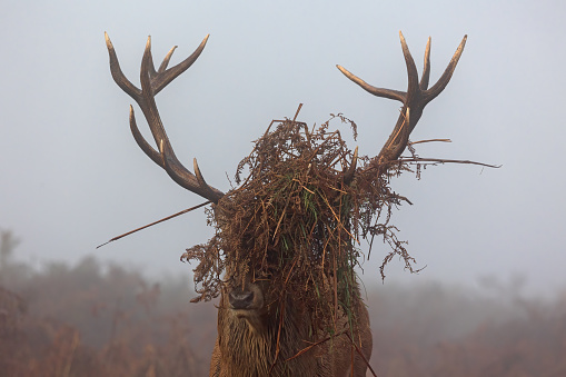 Sleeping male deer during winter