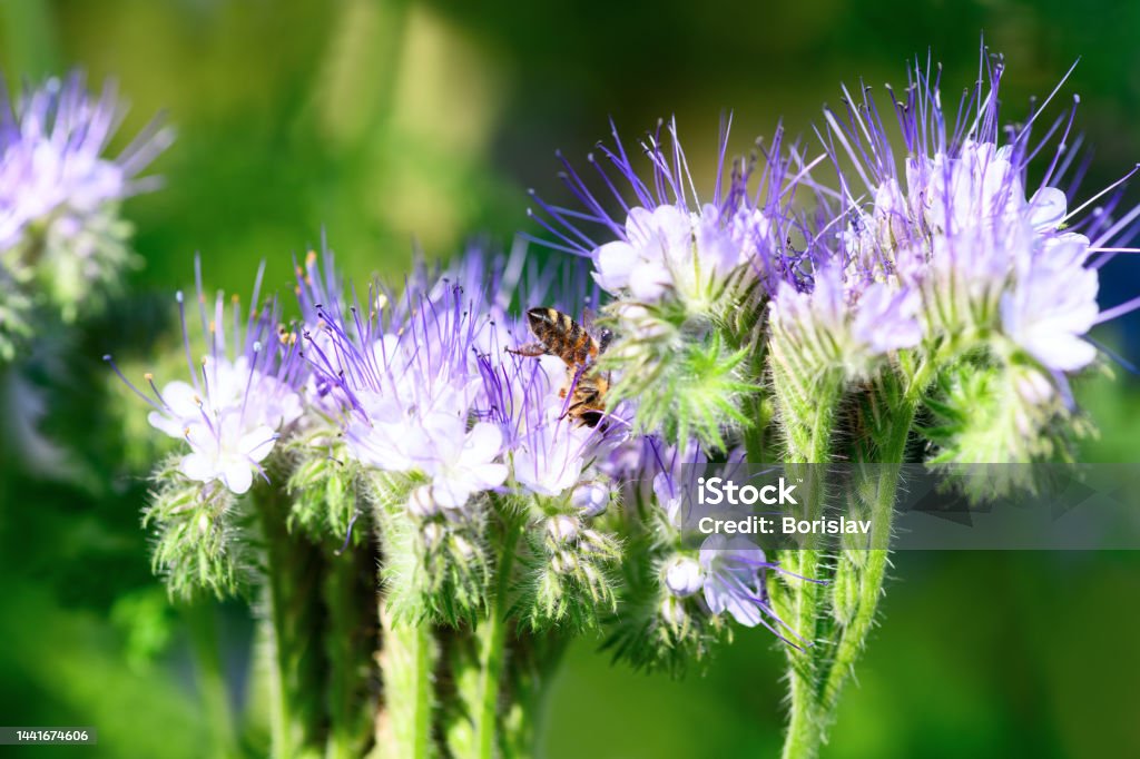 Bee and flower phacelia. Close up of a large striped bee collecting pollen from phacelia on a green background. Summer and spring backgrounds Animal Body Part Stock Photo