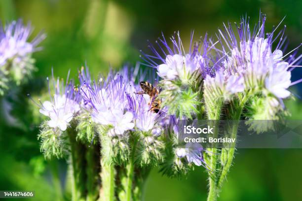 Bee And Flower Phacelia Close Up Of A Large Striped Bee Collecting Pollen From Phacelia On A Green Background Summer And Spring Backgrounds Stock Photo - Download Image Now
