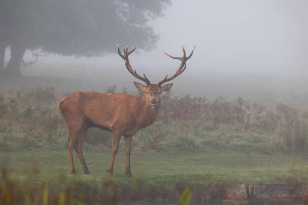 istock Scenic image of a Stag in mist 1441674716