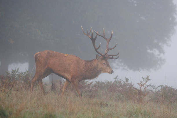 istock Scenic image of a Stag in mist 1441674802