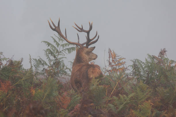 imagem cênica de um veado na névoa desaparecendo no bracken enquanto na temporada de rutting do reino unido - bushy park - fotografias e filmes do acervo