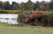 Majestic stag at waters edge