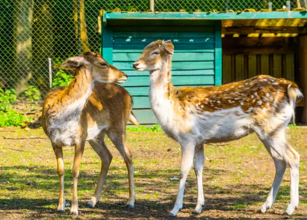 Photo of European fallow deer have intimate social interaction, Cute deers together