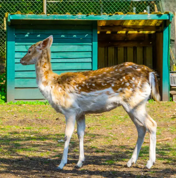 Photo of Portrait of a female european fallow deer with summer coat, popular zoo animal specie