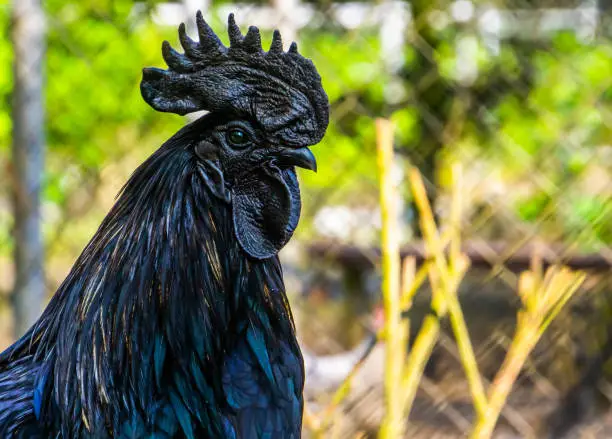 Photo of Ayam Cemani face in closeup, completely black chicken, Rare breed from Indonesia