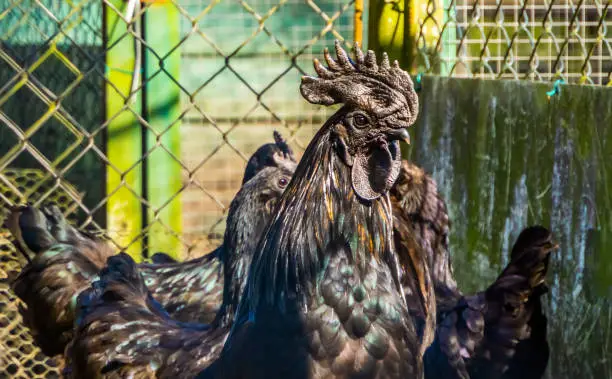 Photo of portrait of Ayam Cemani chickens, completely black chicken, Rare breed from Indonesia