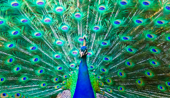 Peafowl is a common name for three bird species in the genera Pavo and Afropavo within the tribe Pavonini of the family Phasianidae, the pheasants and their allies.