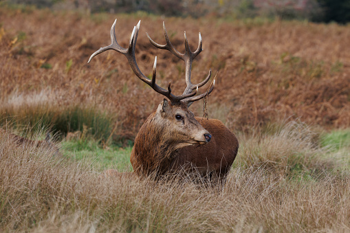 Stags are much more vocal during the autumn rutting season when they start gathering females for their harems, and will produce loud guttural roars and barks. Roaring can act as a declaration of size and strength, a challenge to potential competition, or a way of reaffirming status after a victorious fight.