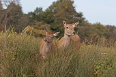 A red deer hind stands close to her calf