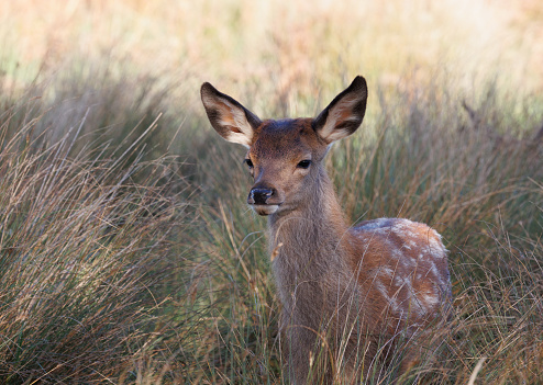 A very young red deer calf in long grass