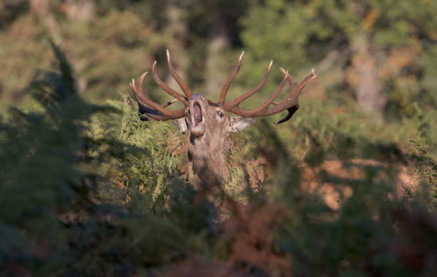 veado majestoso chamando para marcar seu território durante a temporada de rutting - bushy park - fotografias e filmes do acervo