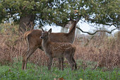 A red deer hind feeding her calf during the autumn