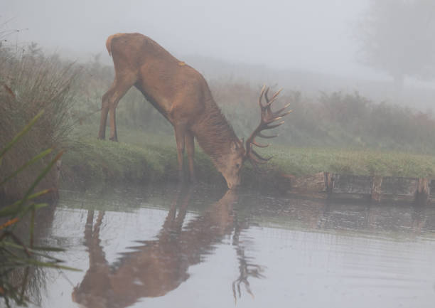 imagem cênica de um veado na névoa com reflexão bebendo na borda das águas - bushy park - fotografias e filmes do acervo