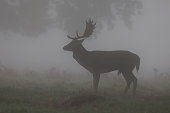 Fallow Deer in the mist