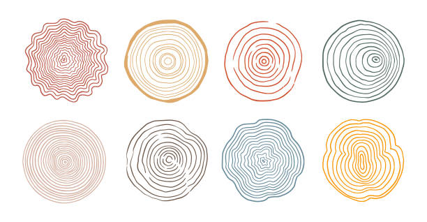 ilustraciones, imágenes clip art, dibujos animados e iconos de stock de conjunto de círculos de madera de anillo de árbol. patrón de anillo de árbol dibujado a mano, textura de madera de círculo de ondulación de línea. diseño de línea de lonchas orgánicas de madera. vector - textured vector circle in a row