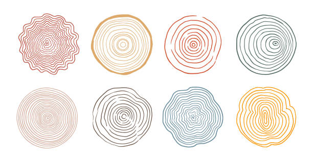 Tree ring wood circle set. Hand drawn tree ring pattern, line ripple circle wood texture. Wood organic slice line design. Vector Tree ring wood circle set. Hand drawn tree ring pattern, line ripple circle wood texture. Wood organic slice line design. Vector illustration. wood grain stock illustrations