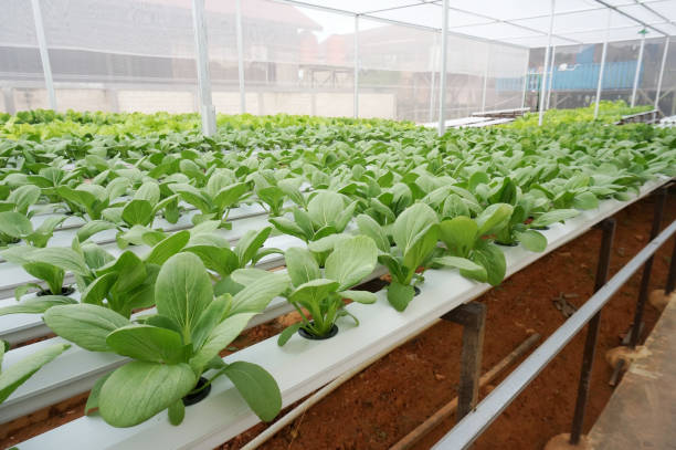 istock Organic hydroponic vegetable cultivation farm, Selective Focus. 1441681284