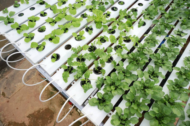 istock Organic hydroponic vegetable cultivation farm, Selective Focus. 1441681334