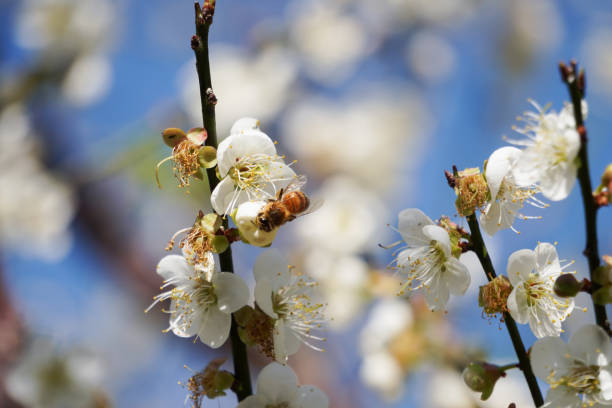 istock Bees are working hard to collect nectar 1441681721