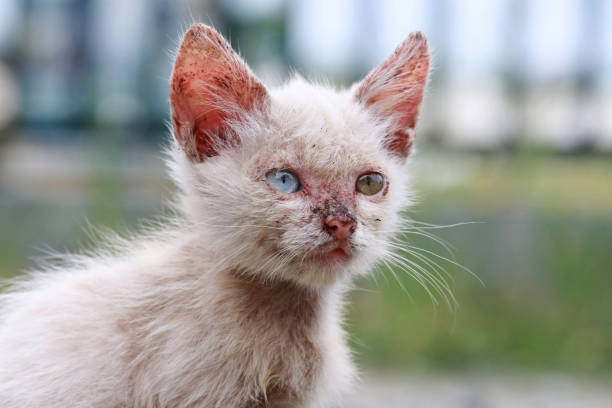 Wet homeless sad kitten on a street with selective focus. Concept of protecting homeless animals Wet homeless sad kitten on a street with selective focus. Concept of protecting homeless animals karman stock pictures, royalty-free photos & images