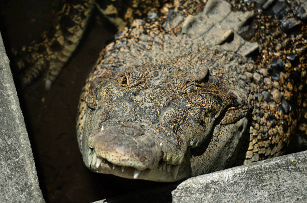 istock Closeup crocodiles are sunbathing in the zoo. 1441681821