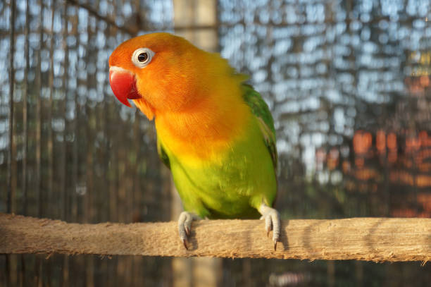 inséparable dans la cage à oiseaux - animaux familiers exotiques photos et images de collection