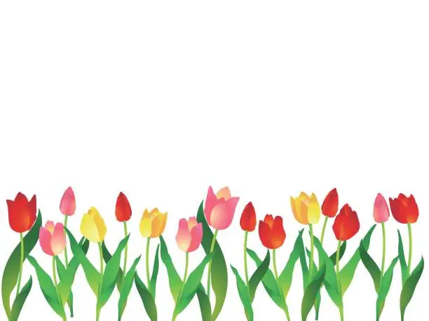 Vector illustration of Frame/background with three-color tulips underneath